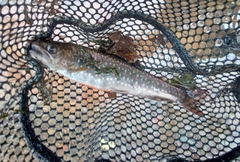 エゾイワナの釣果