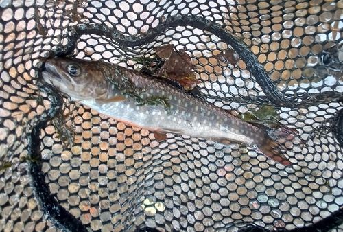 エゾイワナの釣果