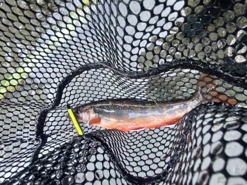 オショロコマの釣果