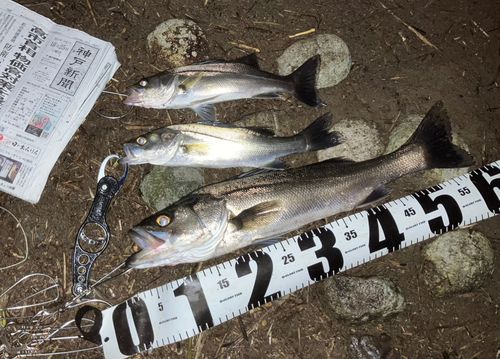 セイゴ(マルスズキ)の釣果