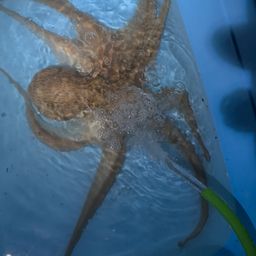 タコ