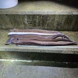 アナゴ