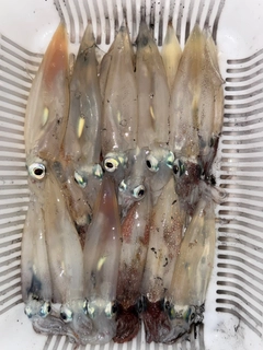 ヤリイカの釣果