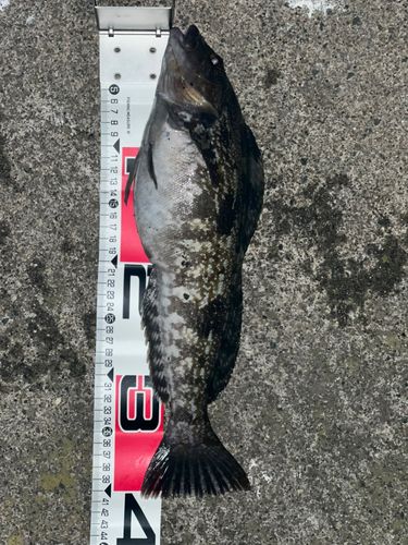 アイナメの釣果