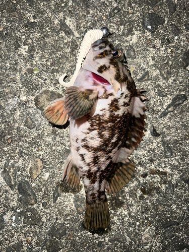 オウゴンムラソイの釣果
