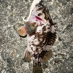 オウゴンムラソイ