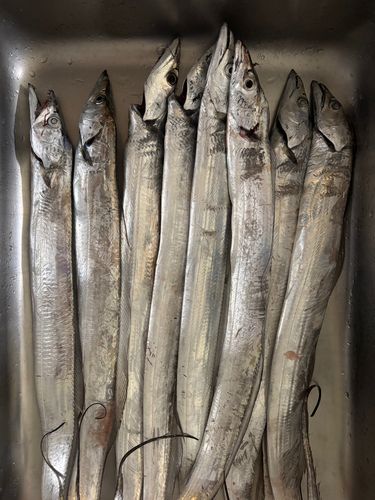 タチウオの釣果