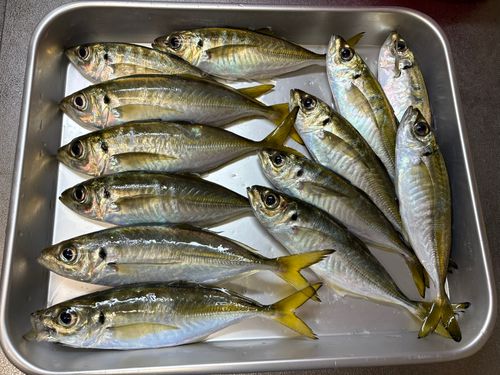 マアジの釣果