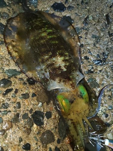 アオリイカの釣果
