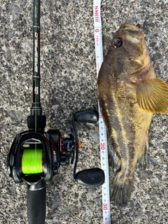 シマゾイの釣果