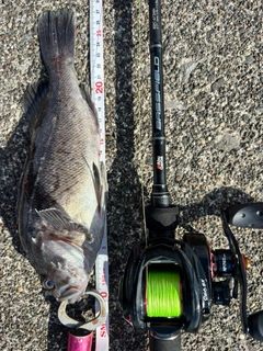 クロソイの釣果