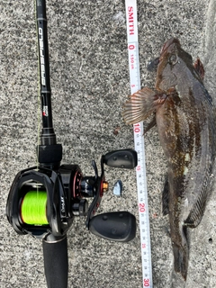 アイナメの釣果