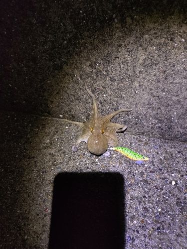 タコの釣果