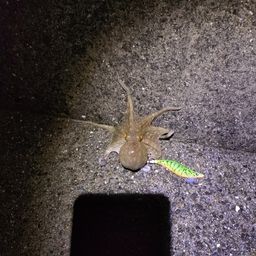 タコ