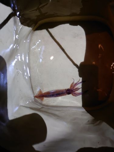 マメイカの釣果