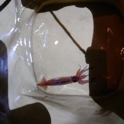 マメイカ