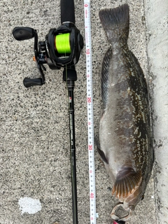 アイナメの釣果