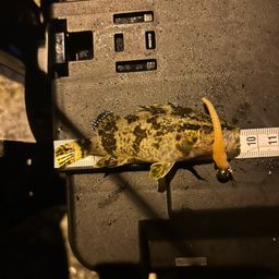タケノコメバル