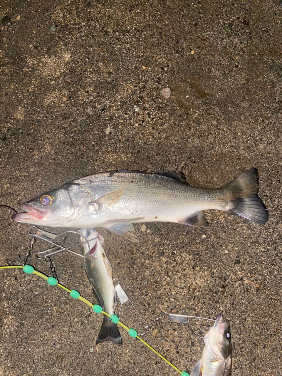 セイゴ（ヒラスズキ）