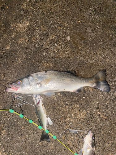 セイゴ(ヒラスズキ)の釣果