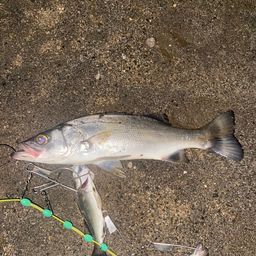 セイゴ（ヒラスズキ）