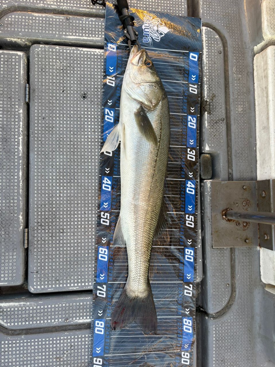 Ashuraさんの釣果 3枚目の画像