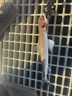 サゴシの釣果