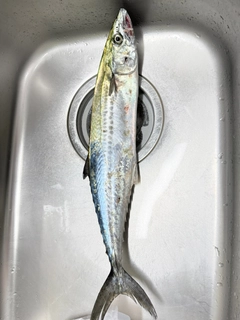 サゴシの釣果