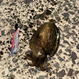 コウイカ