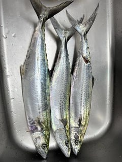 サゴシの釣果