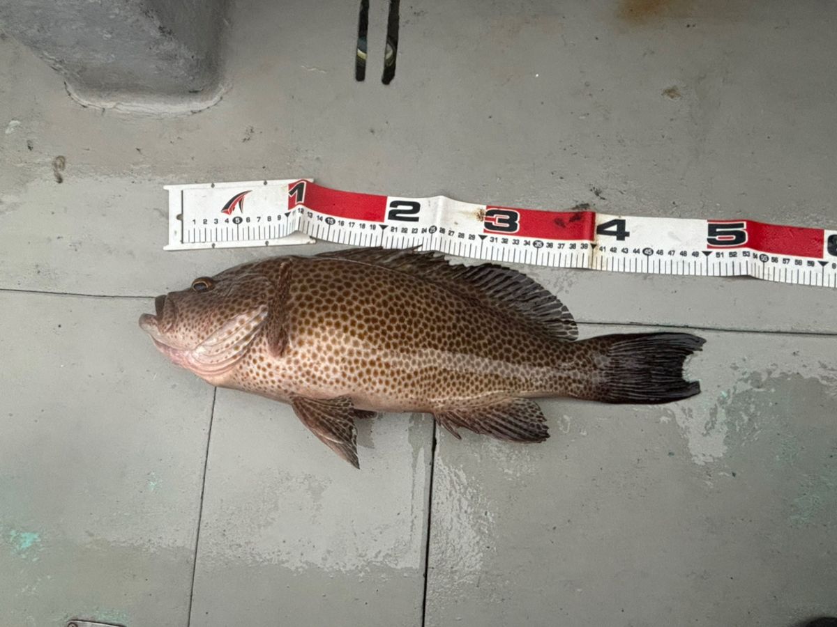 よっちゃん1029さんの釣果 1枚目の画像