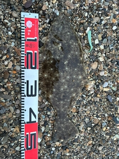 ヒラメの釣果