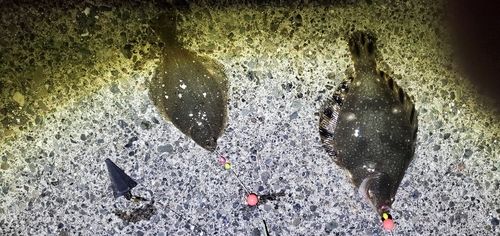 マツカワの釣果