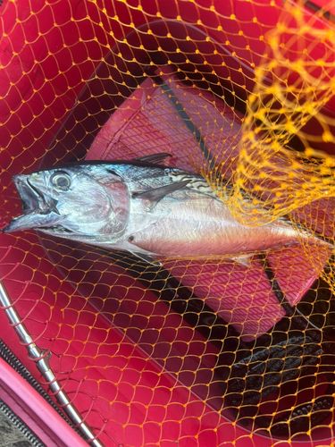 スマガツオの釣果