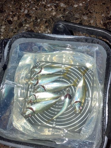 アジの釣果