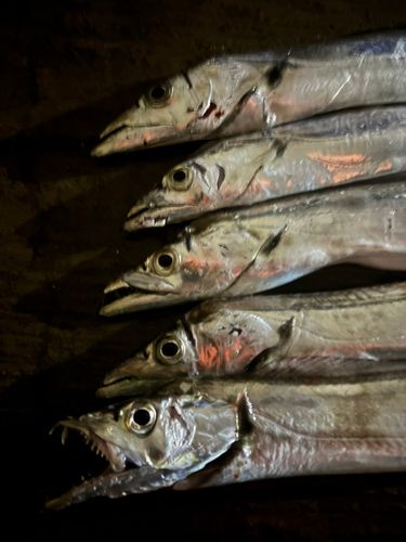 タチウオの釣果