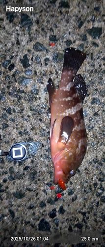 アコウの釣果