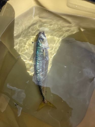サバの釣果