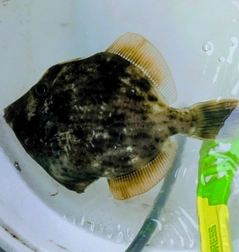 カワハギの釣果