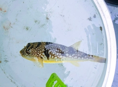 コモンフグの釣果