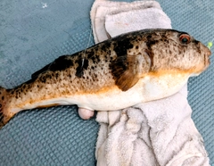 ヒガンフグの釣果