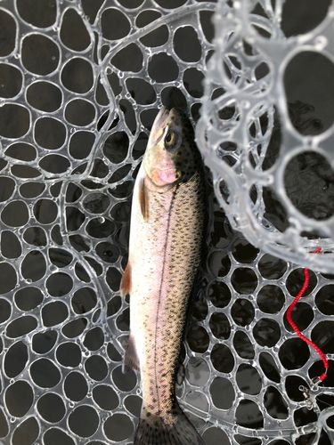 ニジマスの釣果