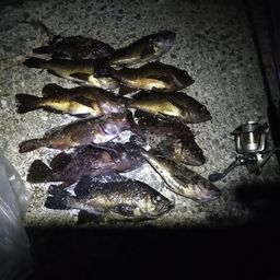 メバル