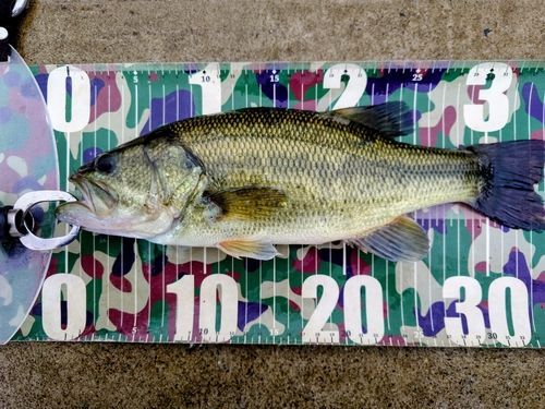 ラージマウスバスの釣果