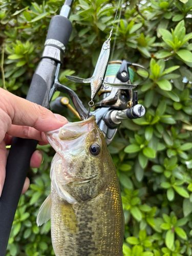 ラージマウスバスの釣果