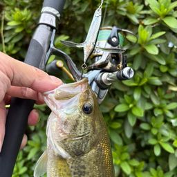 ラージマウスバス