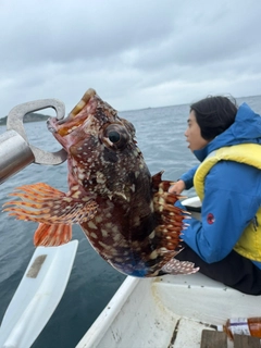 カサゴの釣果
