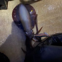 アオリイカ