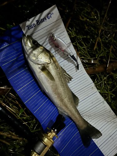 シーバスの釣果