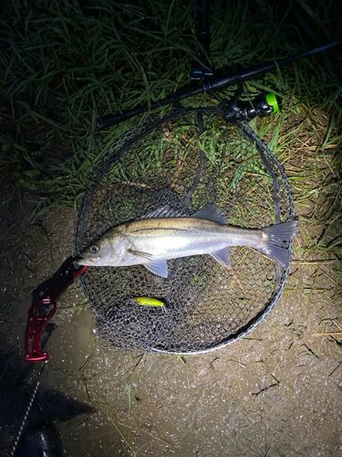 コイの釣果